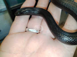 6 month old Mexican black King snake