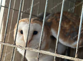 Barn owl