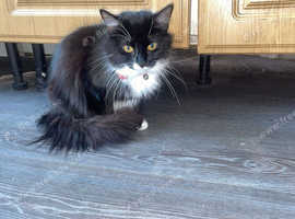 Siberian cat for sale