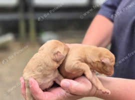 KC Labrador Puppies