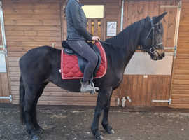 Fresian X 15hh 5 year old mare
