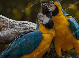 Canary budgies parrots pigeons All birds wanted