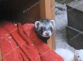 Missing Ferret
