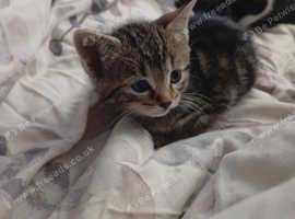 4 beautiful Bengal X for sale