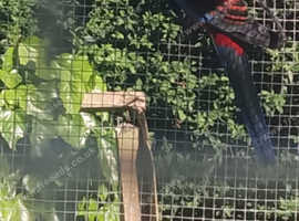 Dna tested Crimson cock Rosella