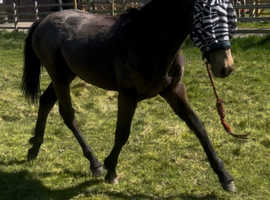 Warmblood-Connamara x
