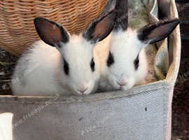 9 week old gorgeous bunnies