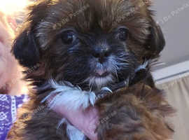 12 weeks old Shih Tzu's