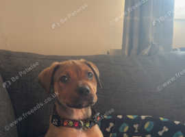 Male Tan cane corso puppy 16 weeks