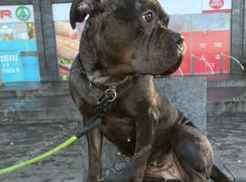 For sale cane corso x American bulldog