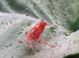Cherry Shrimps