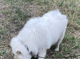 2yrs Samoyed female
