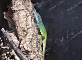 Blue Headed Anole (Anolis Allisoni) 1.1 pair