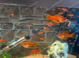 FREE Mollies orange