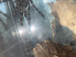 Peocilotheria regalis
