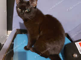Cat for sale bristol