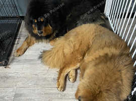 Tibetan mastiff best sale near me