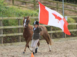 Registered section A leadrein pony