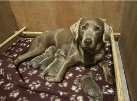Silver Labrador Puppies- Bred by a vet
