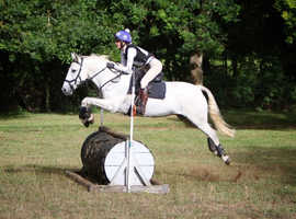 Quality 5 year old Connemara Gelding