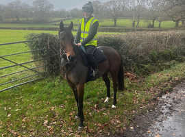 Lovely bay mare