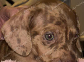 stunning girl left miniature dachshund