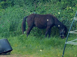 1 year old colt moorland pony