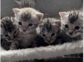 Kittens for sale sales free near me