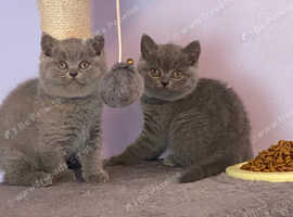 GORGEOUS, HEALTH TESTED PARENTS, BLUE, BSH KITTENS