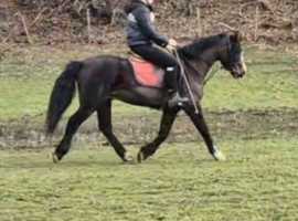 13.2hh 5yr old gelding