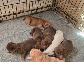 Bull pei puppies