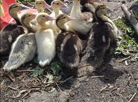Ducklings for sale