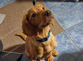 Cockador Puppy for sale 6 months old