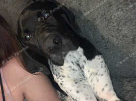 English pointer