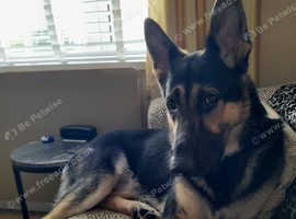 German shepherd dog