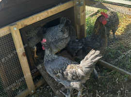 3 F2 Olive egger roosters