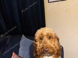 Cockapoo for sale 16 months old