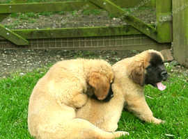 Leonberger look puppies Ready now