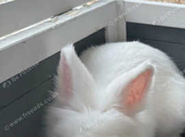 3 White Lionhead Rabbits Looking For Good Home