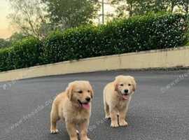 Golden Retriever Puppies (2 remaining)