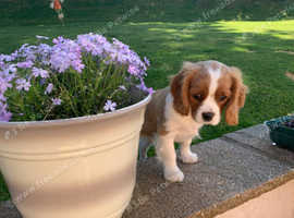 Pedigree cavalier king Charles