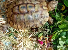 Sorry rehomed now Female Mediterranean Spur thighed tortoise