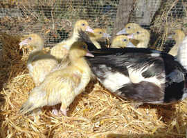 Muscovy Ducklings LAVENDER