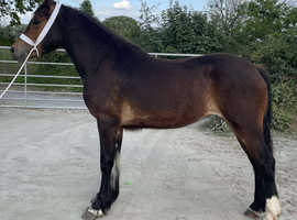 Filly to make 14.3hh