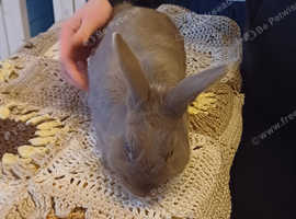 SilverFox x netherland dwarf Rabbit