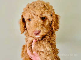 Miniature labradoodle puppies for sale