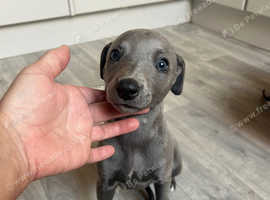 Whippet x