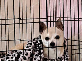 Chihuahua for sale 6 years old