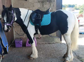 13.3 Mare £2500