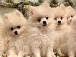 Luxury Pomeranian Spitz puppies ready to find a new home forever, rare in UK